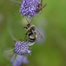 Unbekannte Hummel Waldrand/Magerrasen Bild1
Hochgeladen am 18.05.2014 von Daisagi