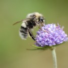 Unbekannte Hummel am Waldrand/Magerrasen Bild 2
Hochgeladen am 18.05.2014 von Daisagi