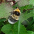 
Gartenhummel1
Hochgeladen am 11.05.2016 von Daisagi