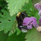 
Gartenhummel3
Hochgeladen am 11.05.2016 von Daisagi