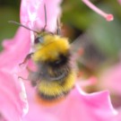 Hummel cf. Bombus pratorum Drohn am Rhododendron am 18.05.
Hochgeladen am 18.05.2016 von Daisagi