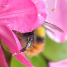 Hummel cf. Bombus pratorum Drohn am Rhododendron am 18.05.
Hochgeladen am 18.05.2016 von Daisagi