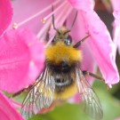 Hummel cf. Bombus pratorum Drohn am Rhododendron am 18.05.
Hochgeladen am 18.05.2016 von Daisagi