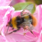 Hummel cf. Bombus pratorum am Rhododendron 18.05
Hochgeladen am 18.05.2016 von Daisagi