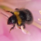 Hummel (Wiesenhummel) am Rhododendron am 16.05.
Hochgeladen am 16.05.2016 von Daisagi