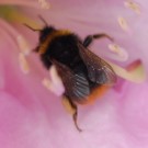 Hummel (Wiesenhummel) an Rhododendron am 16.05.
Hochgeladen am 16.05.2016 von Daisagi