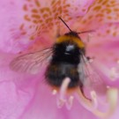 Hummel (Wiesenhummel) am Rhododendron am 16.05.2016
Hochgeladen am 16.05.2016 von Daisagi