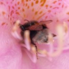 Hummel (cf. Erdhummel-Komplex) am Rhododendron am 16.05.2016
Hochgeladen am 16.05.2016 von Daisagi