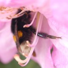 Hummel (cf Erdhummel-Komplex) am Rhododendron am 16.05.2016
Hochgeladen am 16.05.2016 von Daisagi