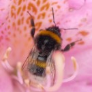 Hummel (cf. Erdhummel-Komplex) am Rhododendron am 16.05.2016
Hochgeladen am 16.05.2016 von Daisagi