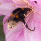 Hummel (cf. Erdhummel-Komplex) am Rhododendron am 16.05.2016
Hochgeladen am 16.05.2016 von Daisagi