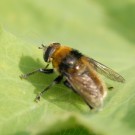 Hummelschwebfliege auch beim "Bienenfreund"
Hochgeladen am 24.05.2014 von Daisagi