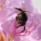 Kuckuckshummel cf. Bombus rupestris am Rhododendron am 28.05.2016
Hochgeladen am 30.05.2016 von Daisagi