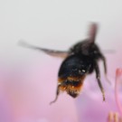 Kuckuckshummel cf. Bombus rupestris am Rhododendron am 18.05.2016
Hochgeladen am 30.05.2016 von Daisagi