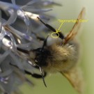 Unbekannte Hummel auf Distel Ende Juli im Garten mit Markierung des "Sporns"
Hochgeladen am 20.05.2014 von Daisagi