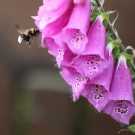 Dunkle Erdhummel im Anflug auf Fingerhut
Hochgeladen am 25.06.2016 von HarryAbraham