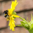 Dunkle Erdhummel an Durchwachsene Silphie
Hochgeladen am 24.06.2016 von HarryAbraham