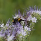 Dunkle Erdhummel an Phacelia 1
Hochgeladen am 23.06.2017 von HarryAbraham