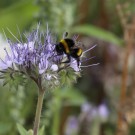 Dunkle Erdhummel an Phacelia
Hochgeladen am 23.06.2017 von HarryAbraham