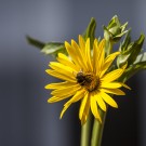 Durchwachsene Silphie (Silphium perfoliatum)
Hochgeladen am 24.06.2016 von HarryAbraham