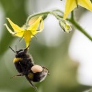 Dunkle Erdhummel hängt an einer Tomatenblüte
Hochgeladen am 24.06.2016 von HarryAbraham