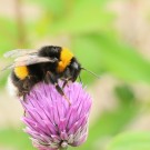 Dunkle Erdhummel an Schnittlauch
Hochgeladen am 24.06.2016 von HarryAbraham