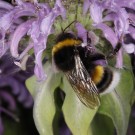 Dunkle Erdhummel an Indianernessel
Hochgeladen am 24.06.2016 von HarryAbraham