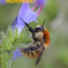 Flyer Registerstudie (Beilage von Hagen/Aichhorn, 6. Aufl.) ENTWURF
Hochgeladen am 11.03.2015 von Hartwig