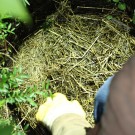 Ackerhummelnest am Boden der Igelkuppel (zwischen 9 und 11 Uhr) - Reinfeld, 11.05.14
Hochgeladen am 13.05.2014 von Hartwig