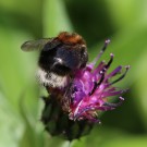 Baumhummel-Königin (Bombus hypnorum) an Bergflockenblume (Centaurea montana) - Reinfeld, 12.05.14
Hochgeladen am 13.05.2014 von Hartwig