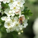 Honigbiene an Crataegus monogyna (Eingriffeliger Weißdorn) - Reinfeld, 15.05.14
Hochgeladen am 15.05.2014 von Hartwig