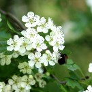 Baumhummel-Arbeiterin (Bombus hypnorum) an Crataegus monogyna (Eingriffeliger Weißdorn) - Reinfeld, 15.05.14
Hochgeladen am 15.05.2014 von Hartwig