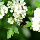 Gartenhummel-Arbeiterin (Bombus hortorum) an Crataegus monogyna (Eingriffeliger Weißdorn) - Reinfeld, 15.05.14
Hochgeladen am 15.05.2014 von Hartwig