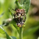 Ackerhummel (B. pascuorum) an Bergflockenblume (Centaurea montana) - Reinfeld, 25.05.2014
Hochgeladen am 25.05.2014 von Hartwig