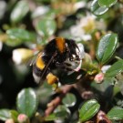 Erdhummelarbeiterin an Zwergmispel (Cotoneaster spec.)  - Reinfeld, 25.05.2014
Hochgeladen am 25.05.2014 von Hartwig