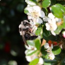 Unbekannte an Cotoneaster spec. - Reinfeld, 25.05.2014
Hochgeladen am 25.05.2014 von Hartwig