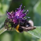 B. norvegicus/sylvestris M - Reinfeld, 25.05.2014
Hochgeladen am 25.05.2014 von Hartwig