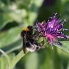 B. norvegicus/sylvestris M - Reinfeld, 25.05.2014
Hochgeladen am 25.05.2014 von Hartwig