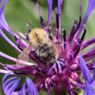 Ackerhummelarbeiterin (B. pascuorum), helle Farbvariante - Reinfeld, 1. Juni 2014
Hochgeladen am 02.06.2014 von Hartwig