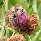 Sandhummelkönigin (Bombus veteranus) - Halbinsel Eiderstedt/Nordfriesland, 9. Juni 2014
Hochgeladen am 09.06.2014 von Hartwig