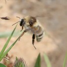 Sandhummel-Königin (Bombus veteranus) - Halbinsel Eiderstedt/Nordfriesland, 8. Juni 2014
Hochgeladen am 09.06.2014 von Hartwig