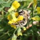 Sandhummelkönigin (Bombus veteranus) - Halbinsel Eiderstedt/Nordfriesland, 8. Juni 2014
Hochgeladen am 09.06.2014 von Hartwig