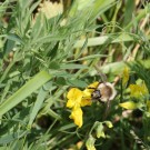 Sandhummel-Königin (Bombus veteranus) an Wiesen-Platterbse - Halbinsel Eiderstedt/Nordfriesland, 8. Juni 2014
Hochgeladen am 09.06.2014 von Hartwig