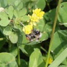 Sandhummel-Arbeiterin (Bombus veteranus) - Halbinsel Eiderstedt/Nordfriesland, 8. Juni 2014
Hochgeladen am 09.06.2014 von Hartwig