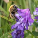 Mooshummel-Arbeiterin (Bombus muscorum) - Halbinsel Eiderstedt/Nordfriesland, 8. Juni 2014
Hochgeladen am 09.06.2014 von Hartwig