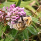 Mooshummel-Königin (Bombus muscorum) - Halbinsel Eiderstedt/Nordfriesland, 8. Juni 2014
Hochgeladen am 09.06.2014 von Hartwig