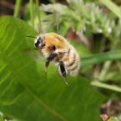 Mooshummel-Königin (Bombus muscorum) - Halbinsel Eiderstedt/Nordfriesland, 8. Juni 2014
Hochgeladen am 09.06.2014 von Hartwig