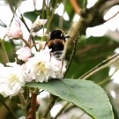 Erdhummel an Maiblumenstrauch (Deutzie) - Reinfeld, 13.06.2014
Hochgeladen am 13.06.2014 von Hartwig