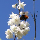 Steinhummel-Jungkönigin (Bombus lapidarius) - Reinfeld, 14. Juni 2014
Hochgeladen am 14.06.2014 von Hartwig