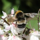 Helle Erdhummel (Bombus lucorum) M - Reinfeld, 14.06.2014
Hochgeladen am 14.06.2014 von Hartwig